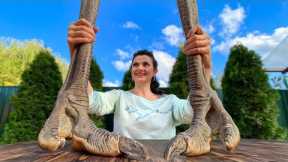 What to cook from Huge Ostrich Legs? Ostrich stew on the fire