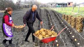 How to Grow Potatoes in the Village | Crispy Homemade Buns and Chips Recipe