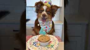 Happy Birthday Ember! Dog friendly cupcakes recipe! #dog #shorts