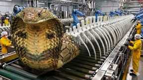 Inside the Modern Cobra Skeletons Factory: From Raw Skeletons to Medicine Capsules (Full Process)